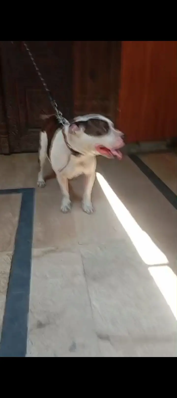 American pitbull female — photo 6