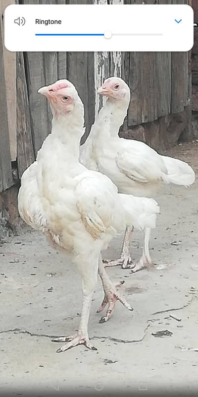 Aseel Heera hensl) pair of 2