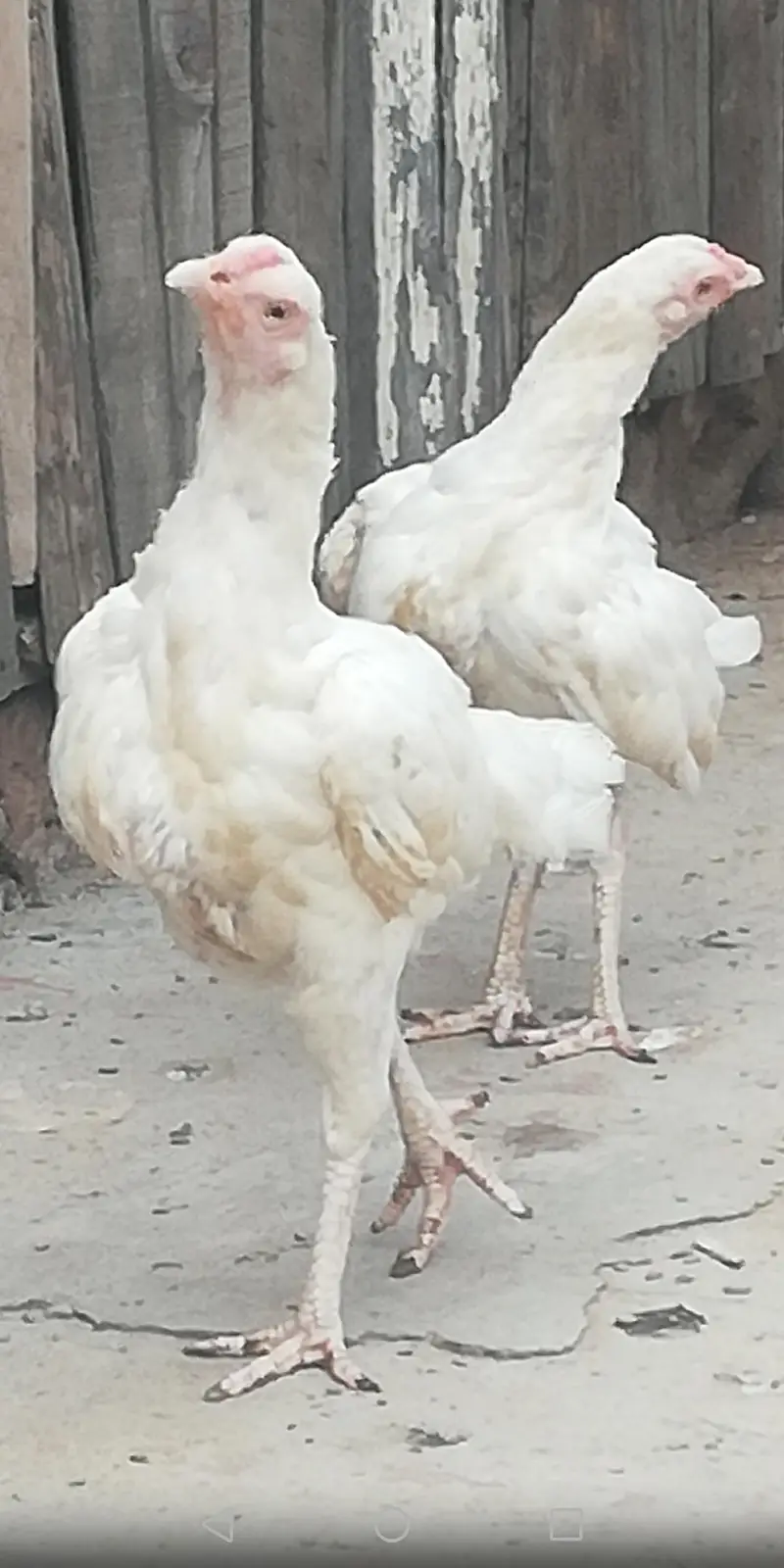 Aseel Heera hensl) pair of 2 — photo 2
