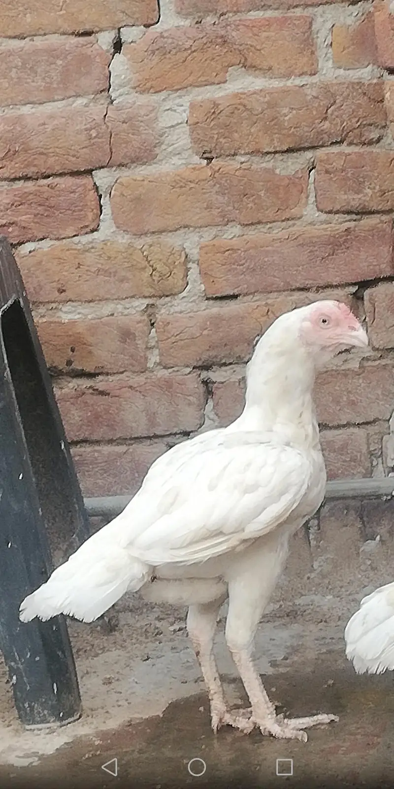 Aseel Heera hensl) pair of 2 — photo 4