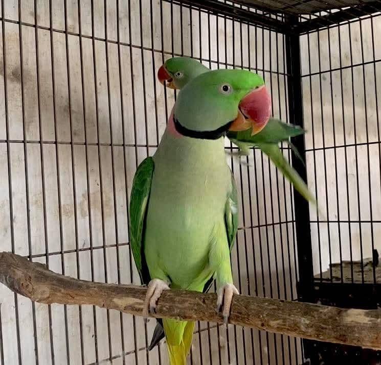 raw parrot pair 0