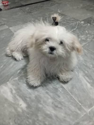 Shitzu Male dog for sale urgent sale