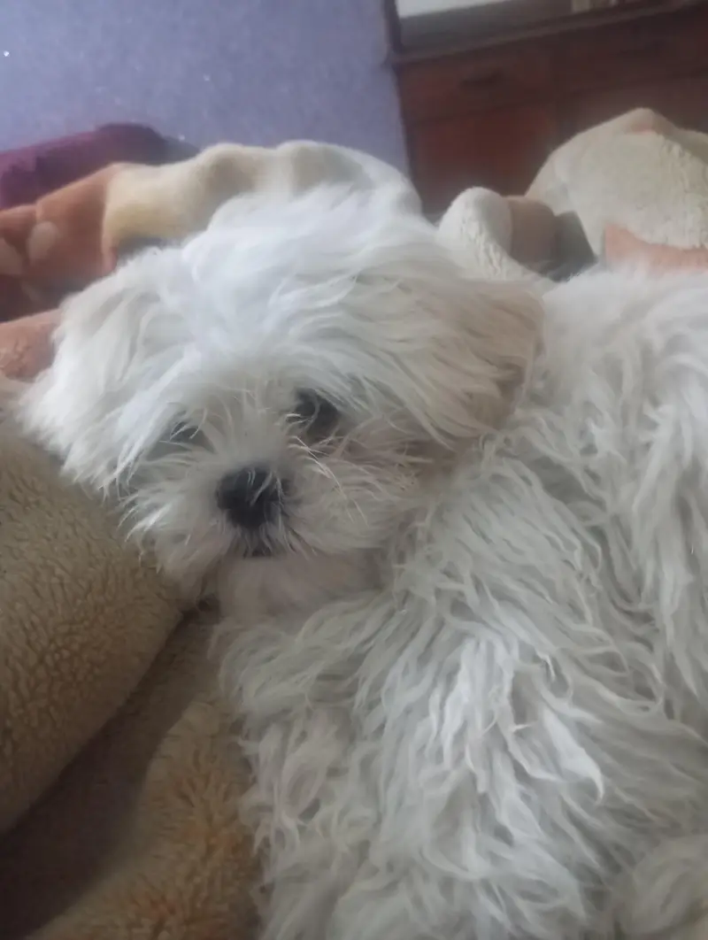 Shitzu Male dog for sale urgent sale — photo 2
