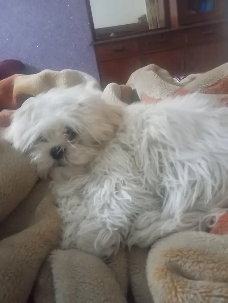 Shitzu Male dog for sale urgent sale — photo 3