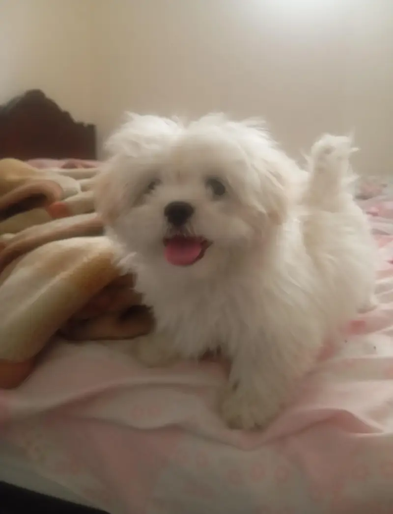 Shitzu Male dog for sale urgent sale — photo 4