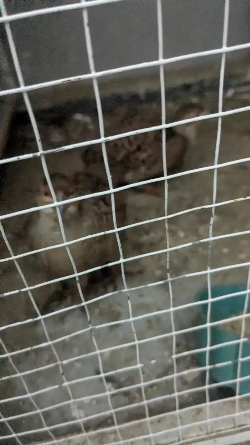 teetar home — photo 3