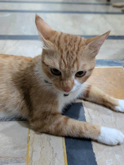 Persian Cat & Kitten for Sale