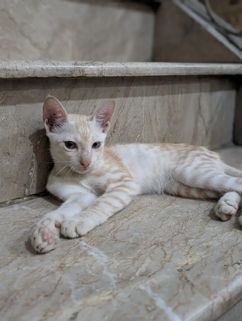 Persian Cat & Kitten for Sale — photo 3