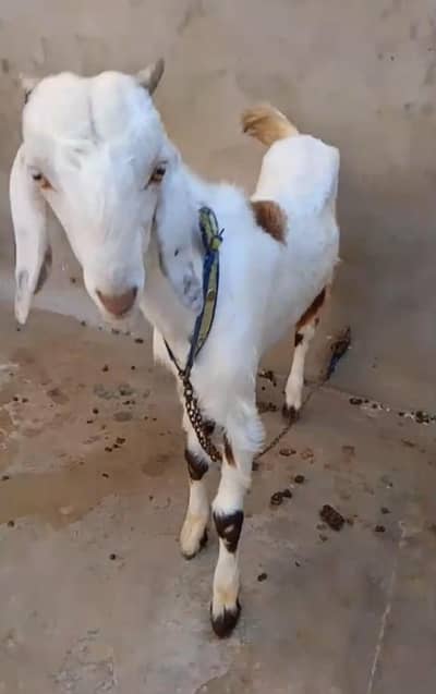 khassi bakra