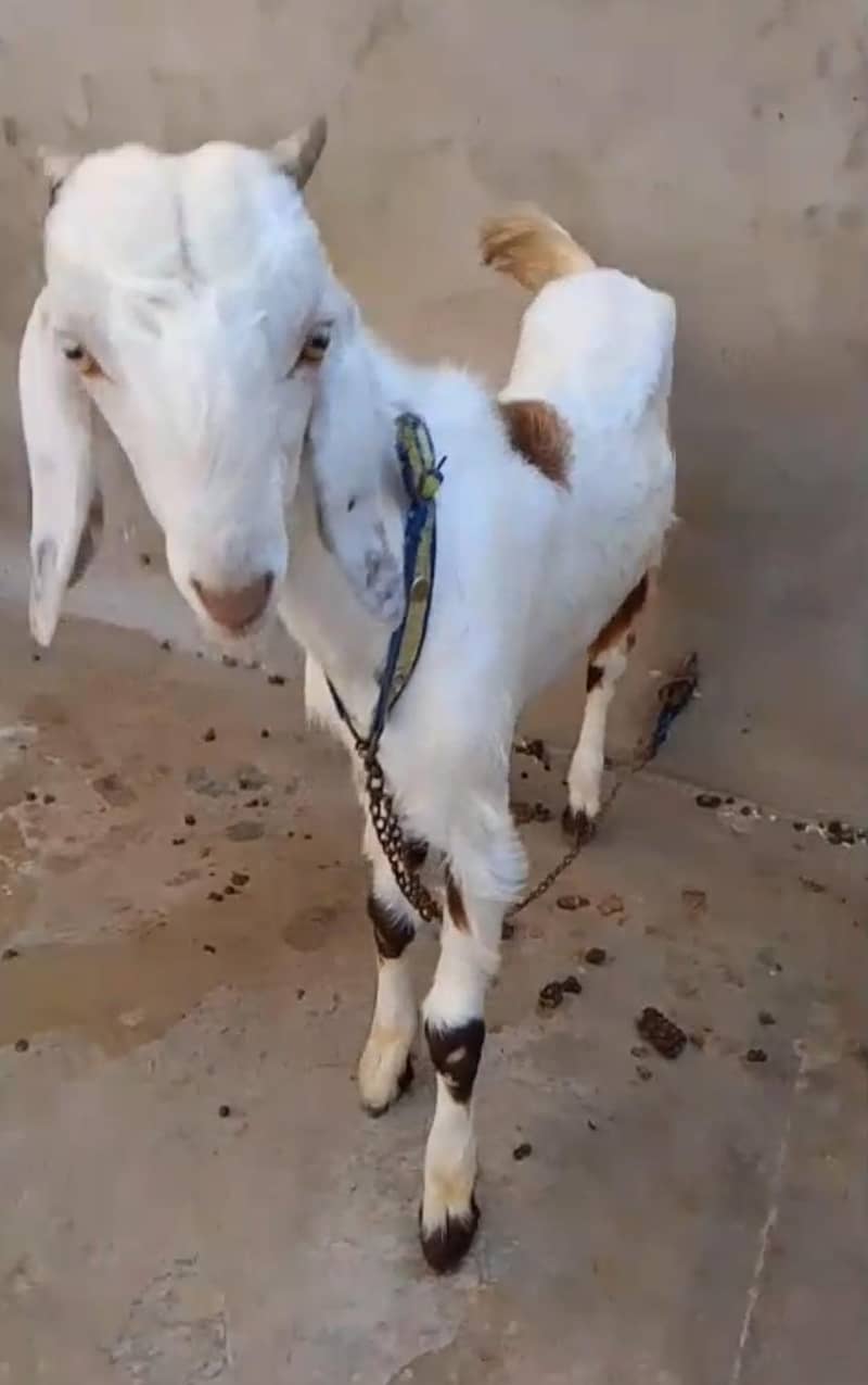 khassi bakra 0