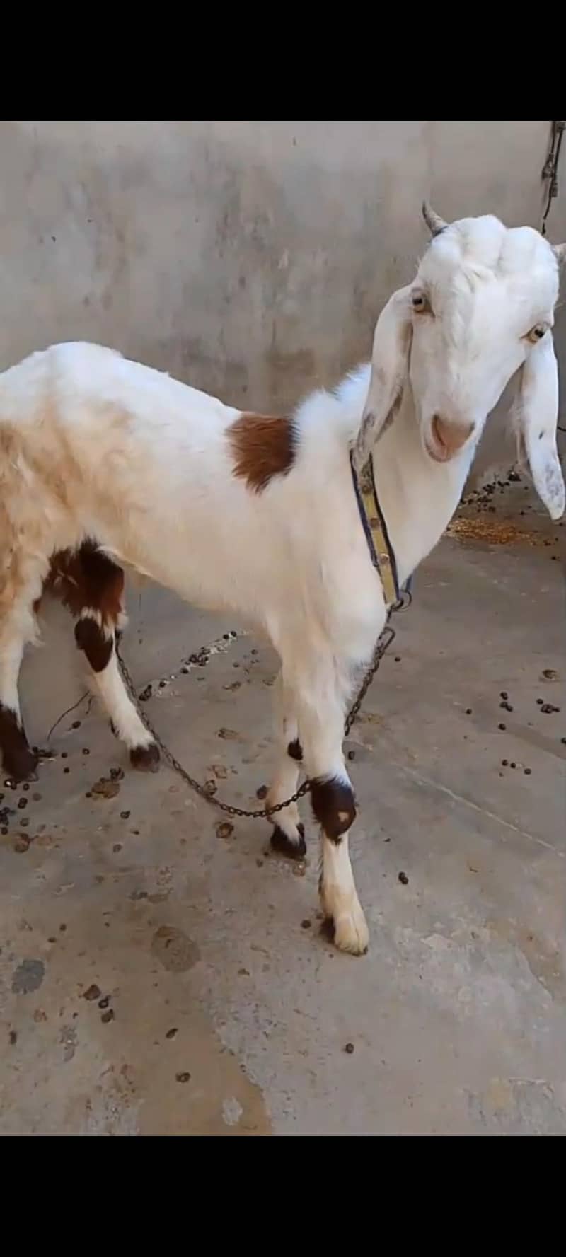 khassi bakra 2