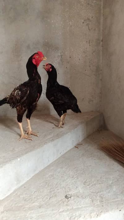 pure Aseel pair wtsp 03402012707