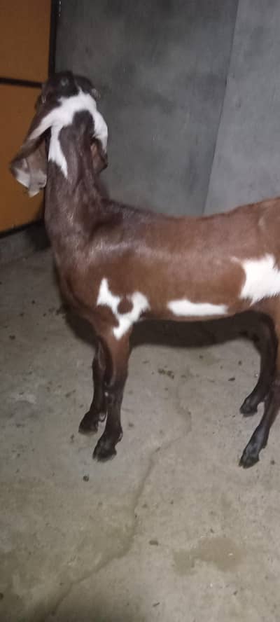 2 mah ki desi bakri path 03414114442