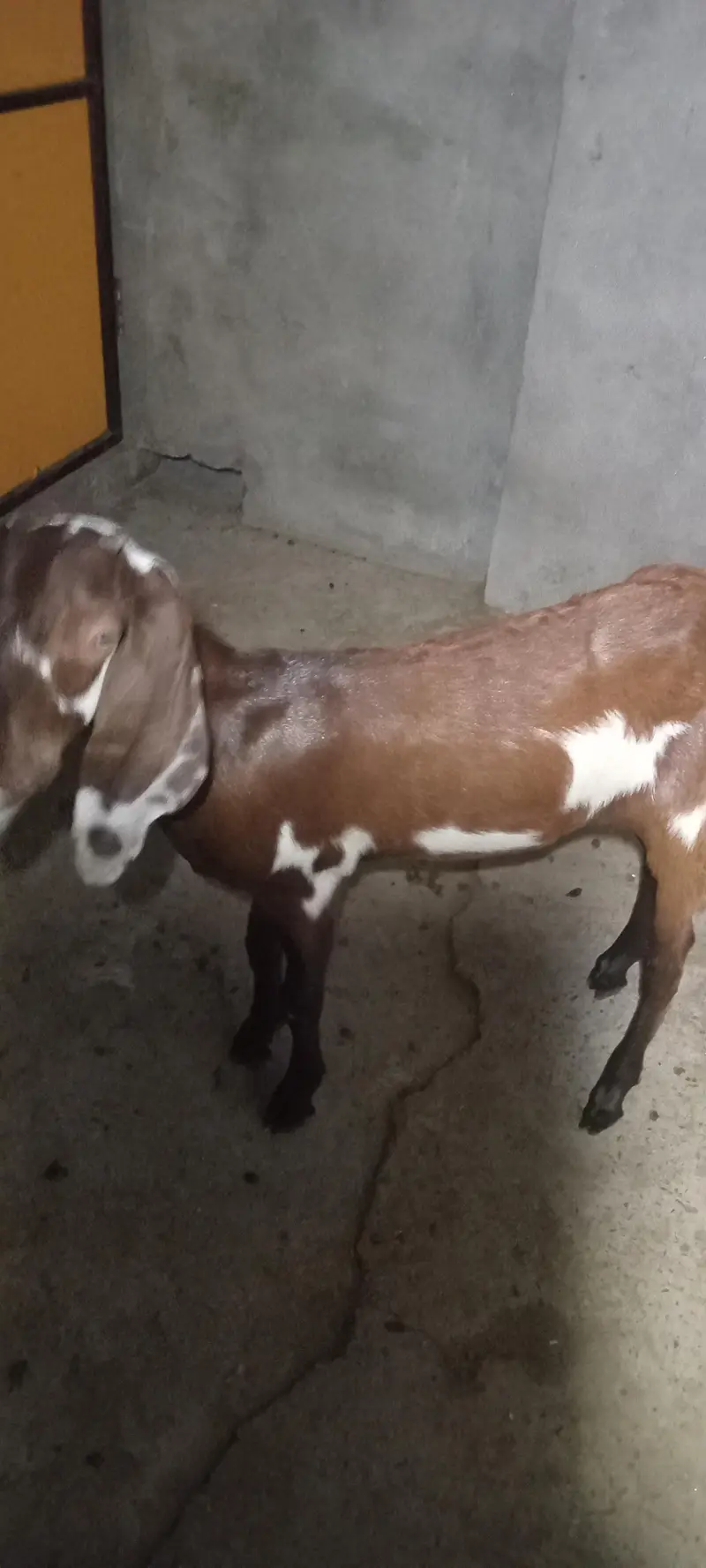 2 mah ki desi bakri path 03414114442 — photo 2