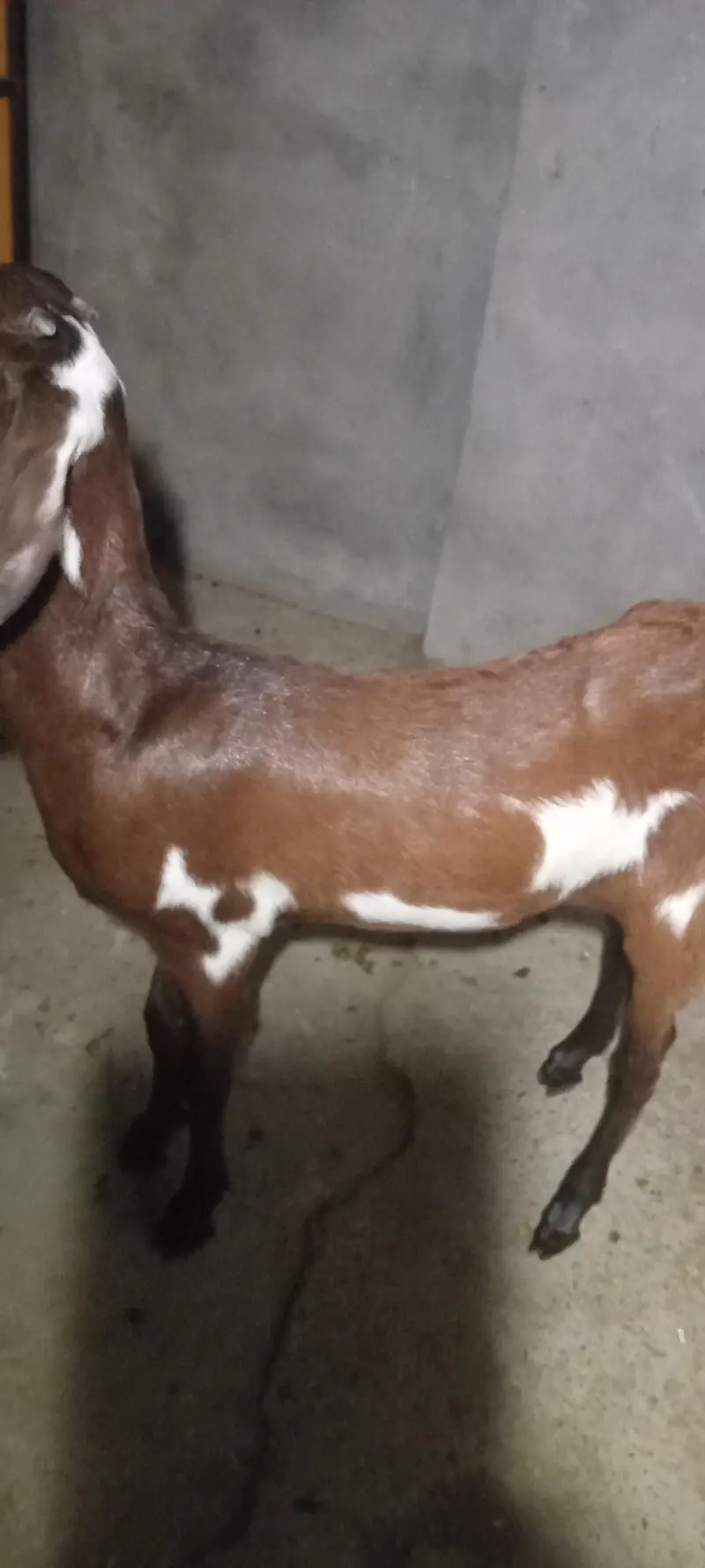 2 mah ki desi bakri path 03414114442 — photo 3