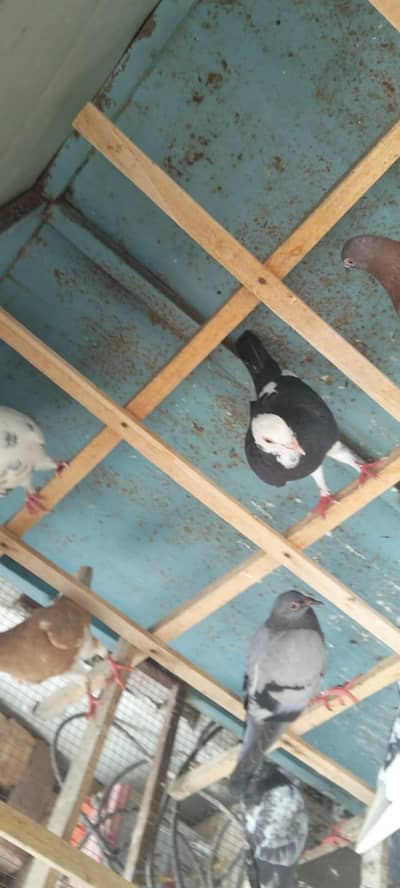 pigen Cage 4 sale location multan 10 By 10