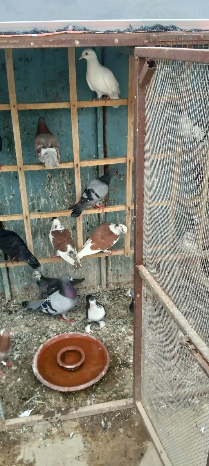 pigen Cage 4 sale location multan 10 By 10 — photo 2