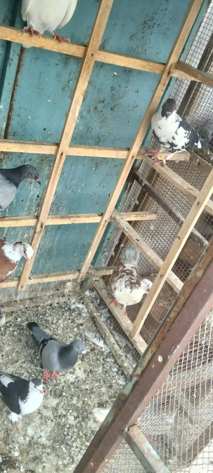 pigen Cage 4 sale location multan 10 By 10 — photo 3