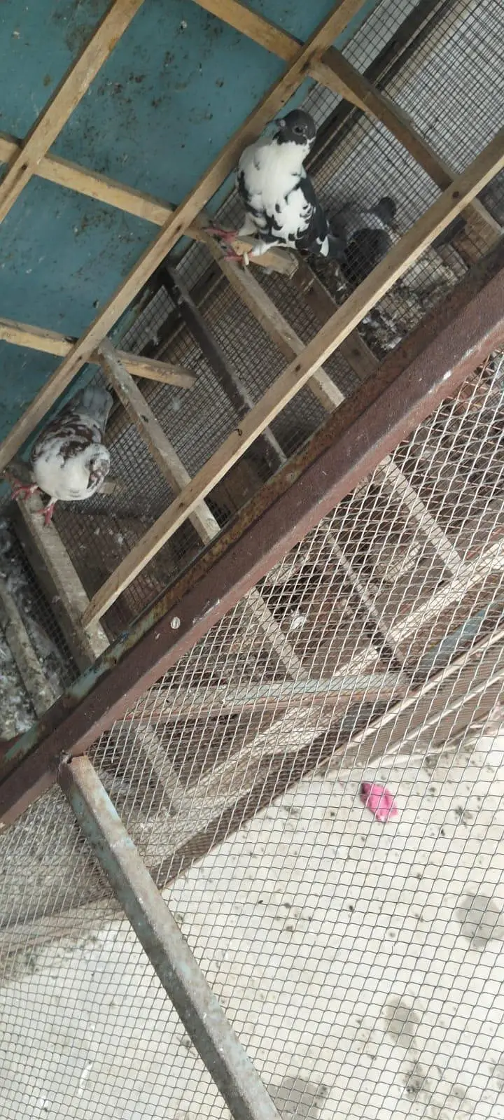 pigen Cage 4 sale location multan 10 By 10 — photo 4