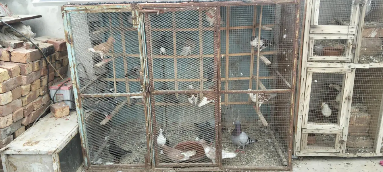 pigen Cage 4 sale location multan 10 By 10 — photo 5