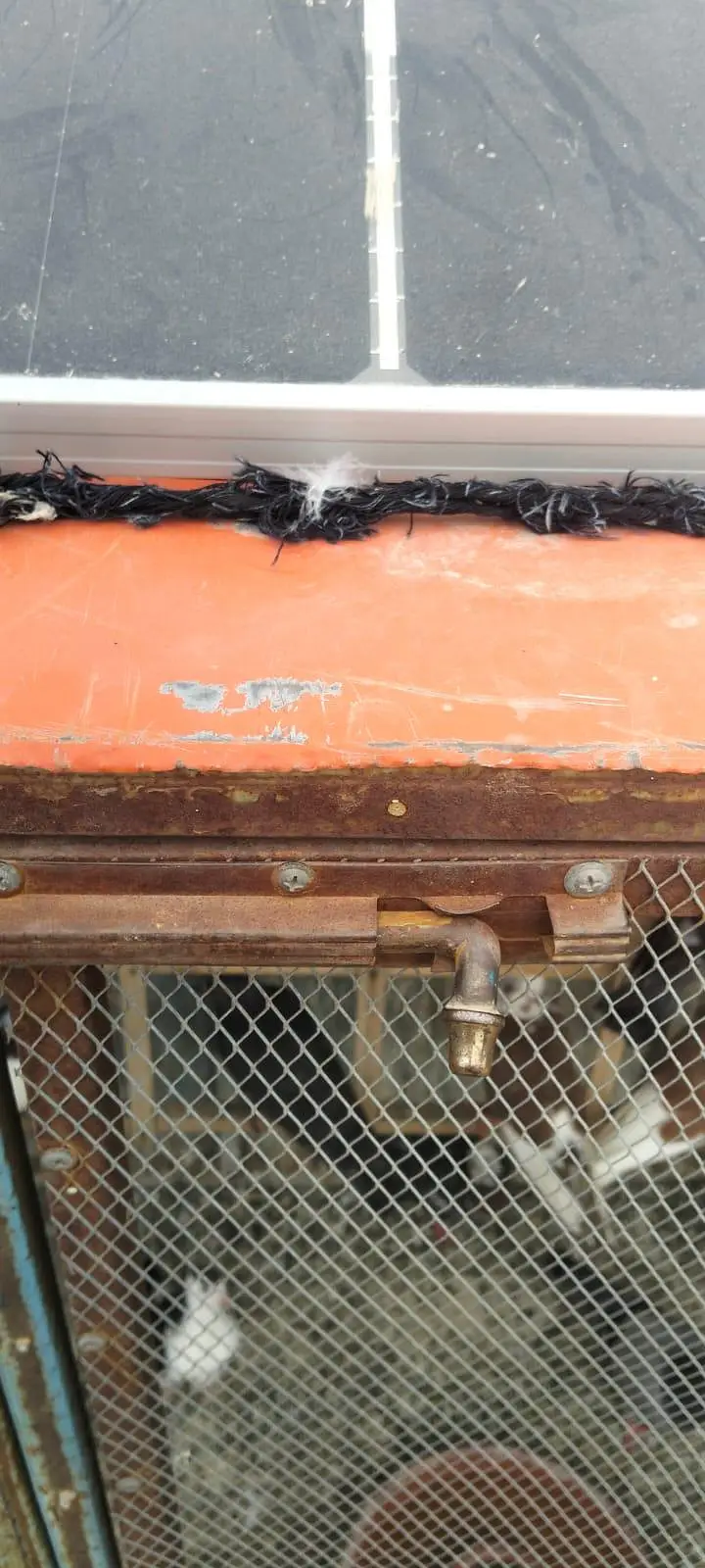 pigen Cage 4 sale location multan 10 By 10 — photo 6