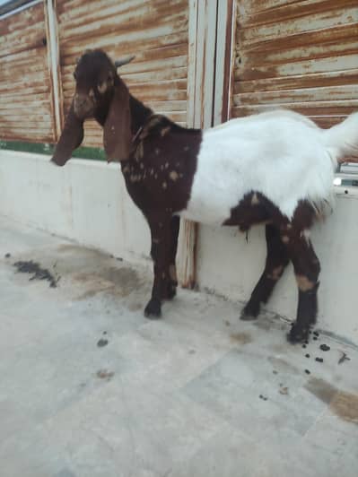 male goat for sale
