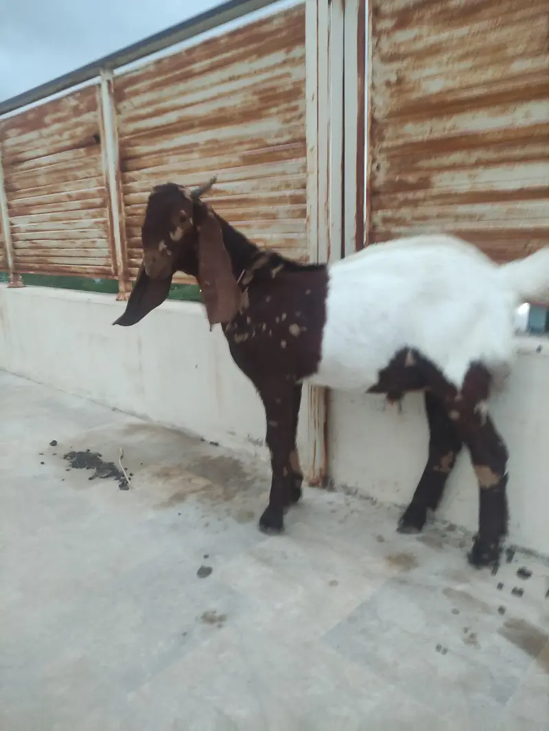 male goat for sale — photo 2