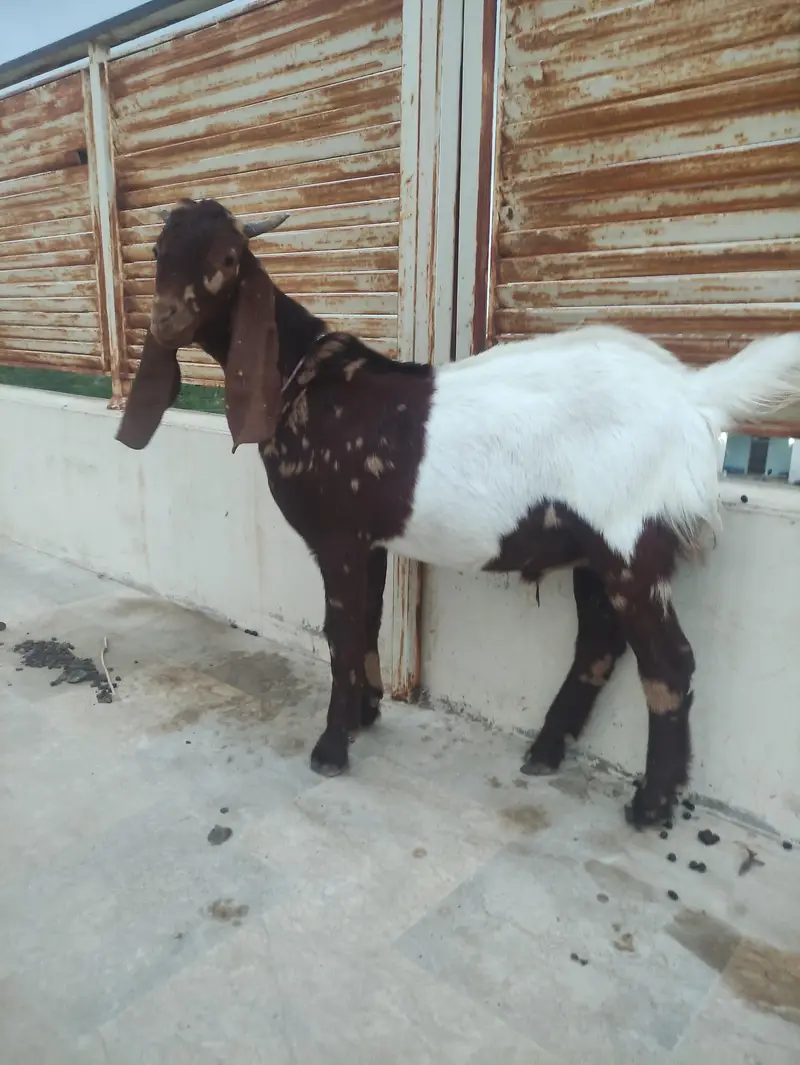 male goat for sale — photo 3
