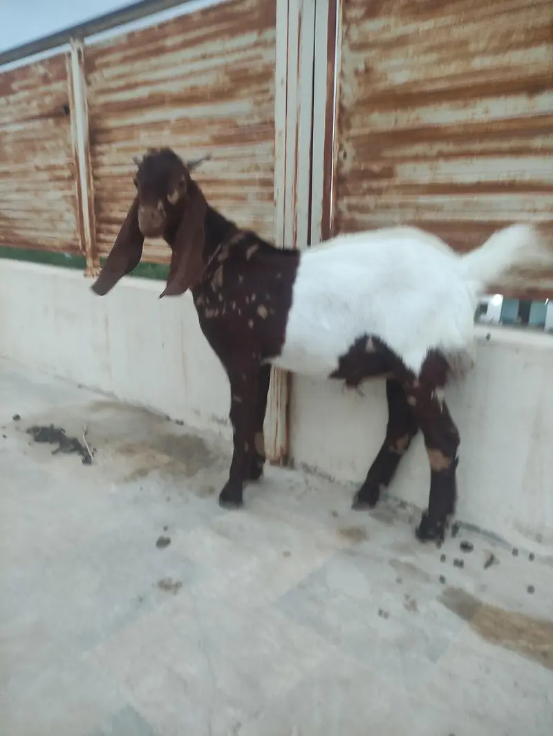 male goat for sale — photo 4