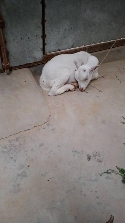 teyddy bakra for sale
