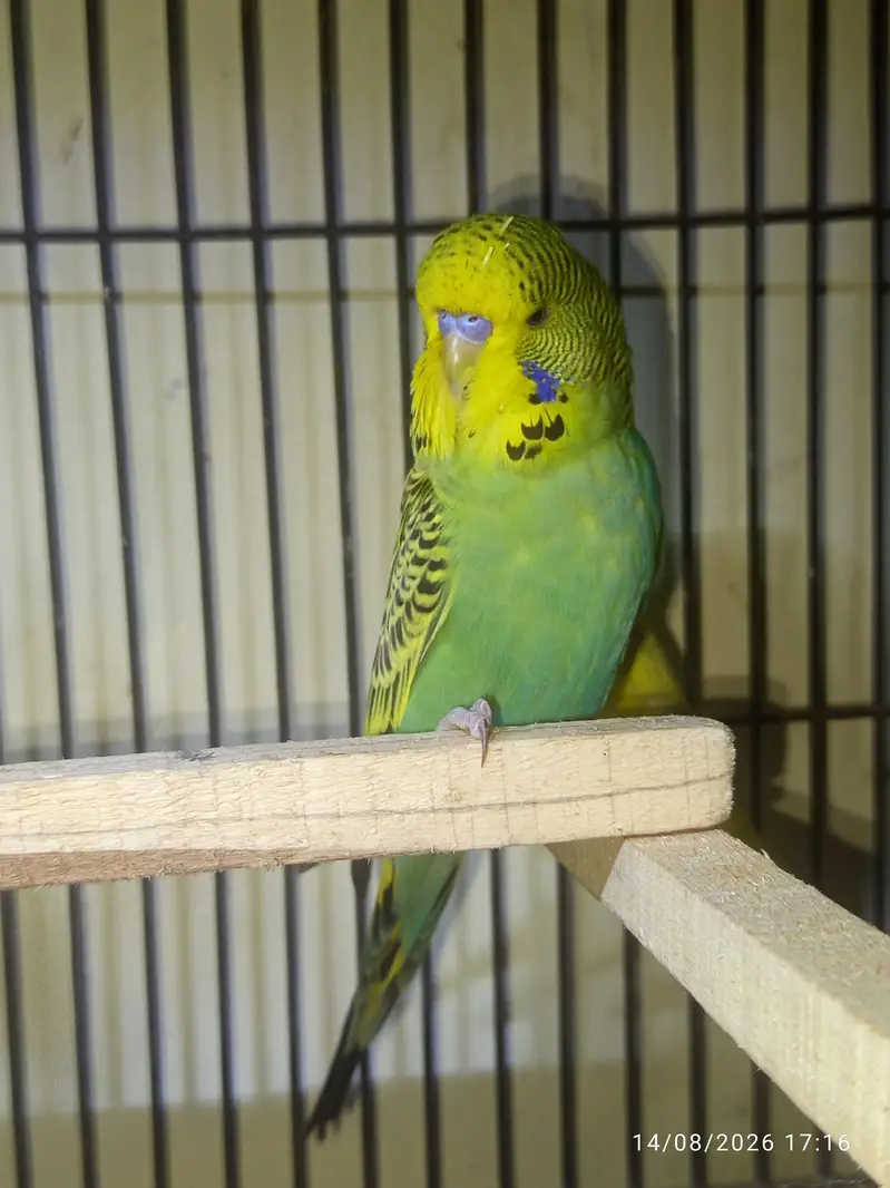 Exebition top quality male — photo 2