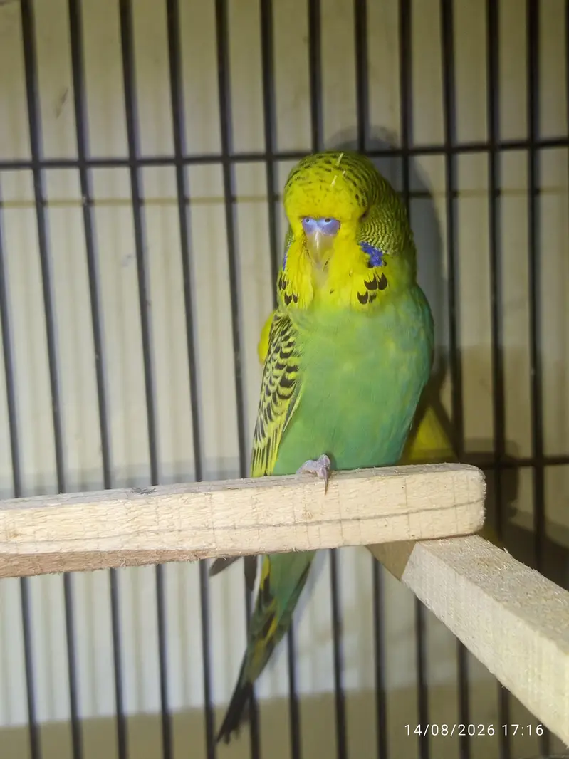 Exebition top quality male — photo 3