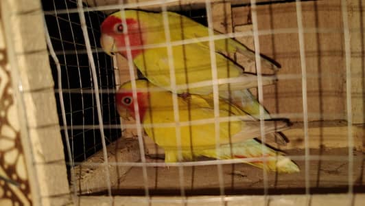 latino red eye