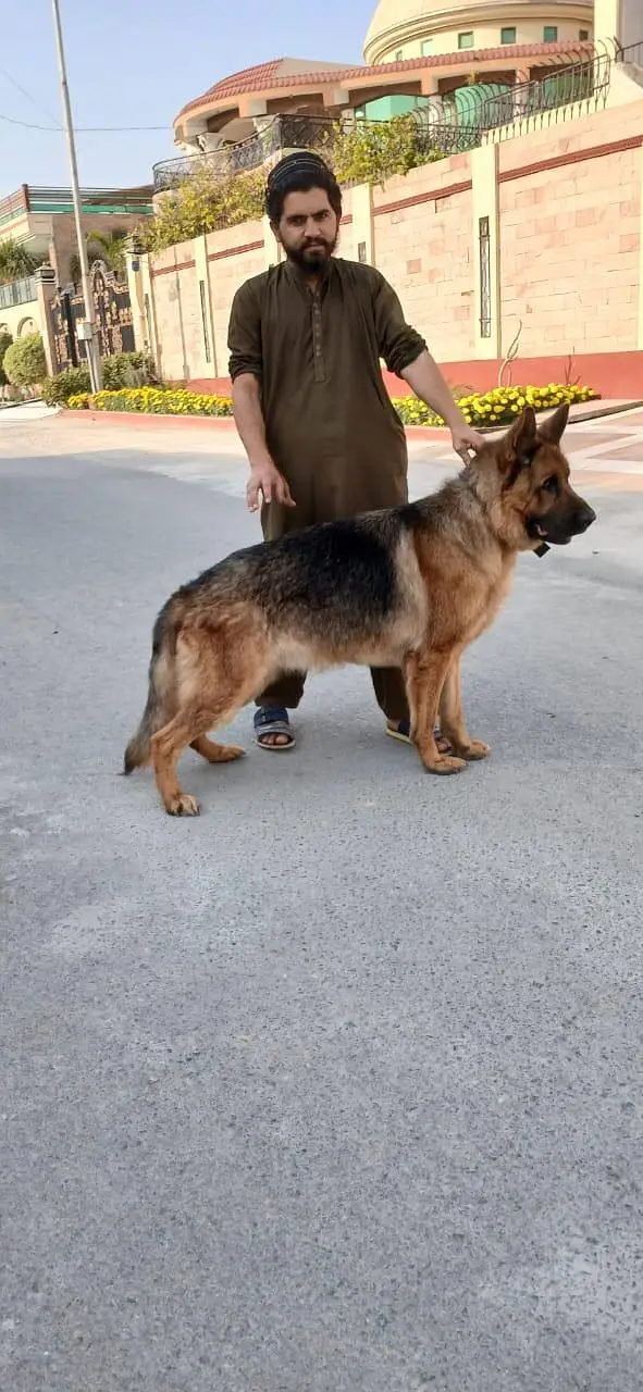 PEDIGREE AND PUREBREED GERMAN SHEPHERD MALE FOR SLAE — photo 2