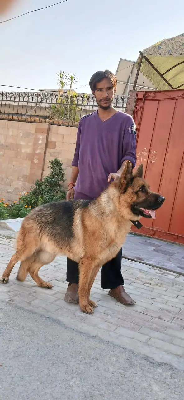 PEDIGREE AND PUREBREED GERMAN SHEPHERD MALE FOR SLAE — photo 3