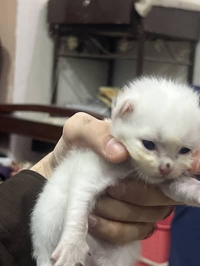 Persian kitten triple coat