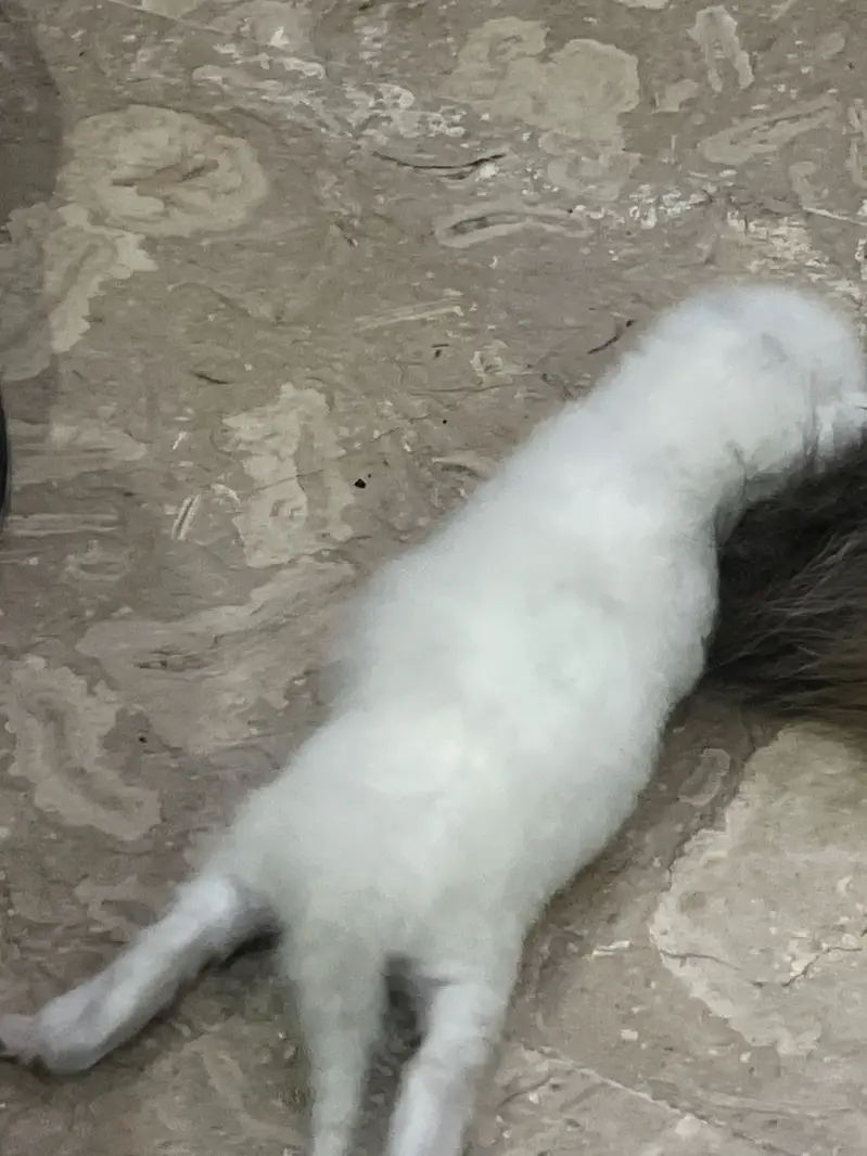 Persian kitten triple coat — photo 4