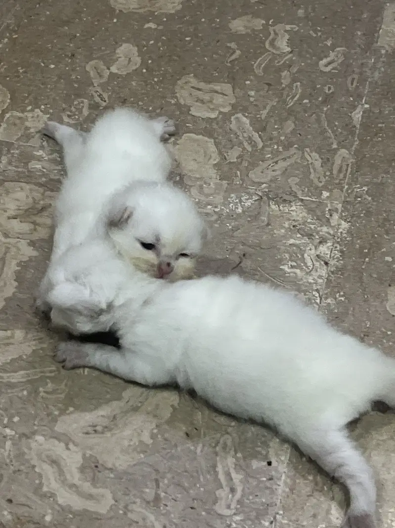 Persian kitten triple coat — photo 5