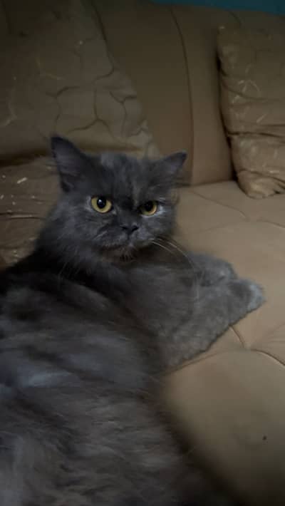Grey persian cat for sale