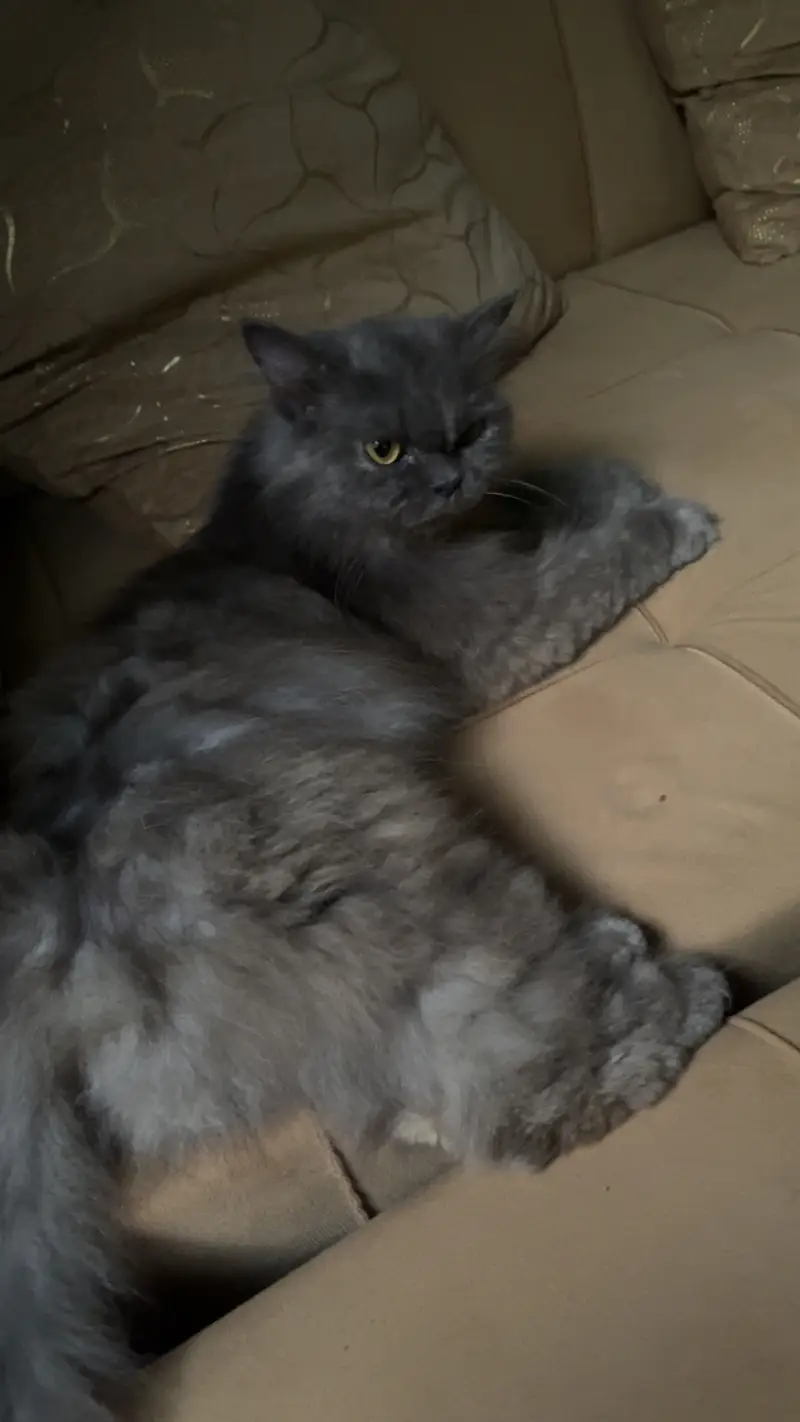Grey persian cat for sale — photo 2