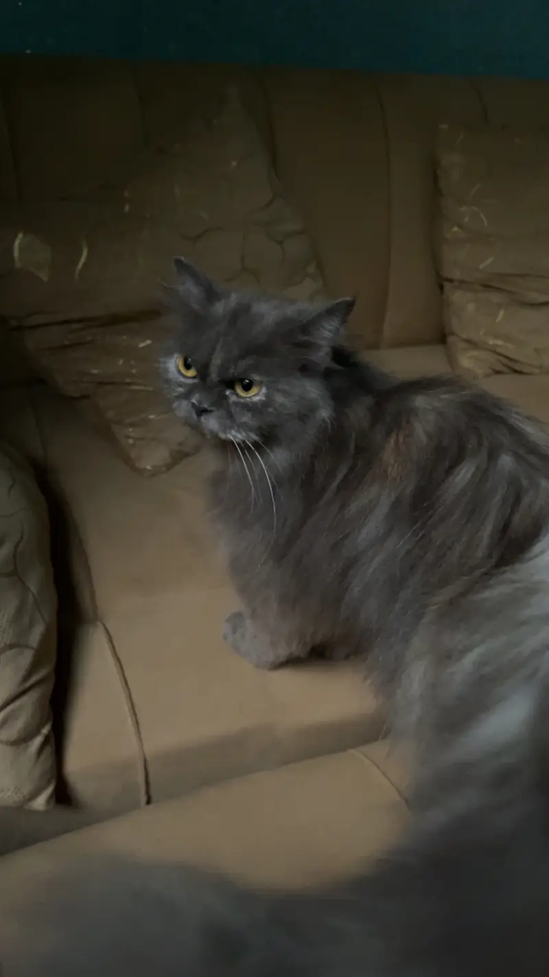 Grey persian cat for sale — photo 3