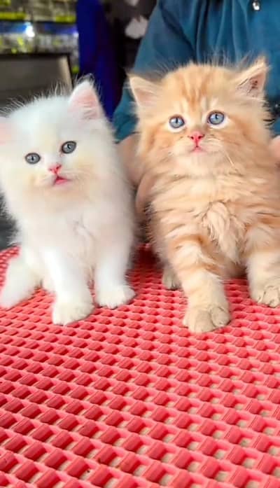 Quality Persian cat & Kittens Male & female    0348 7277309 WhatsApp