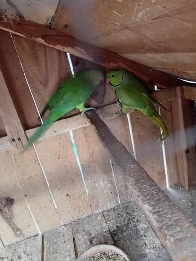 RINGNECK PARROT PAIR