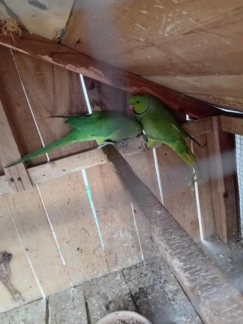 RINGNECK PARROT PAIR — photo 2