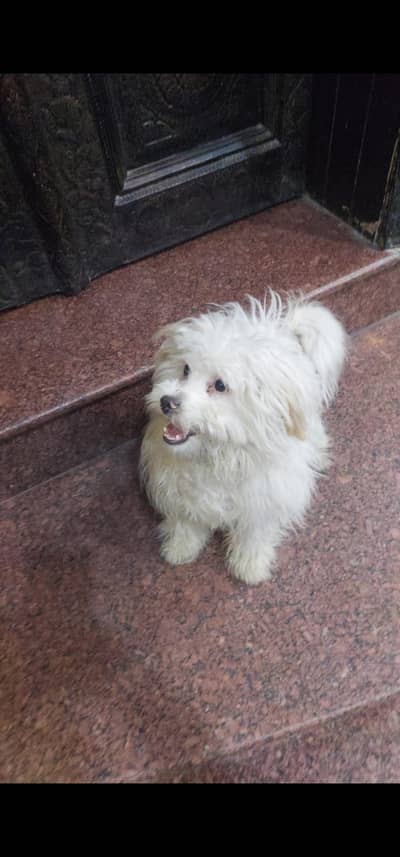 Maltese lapdog