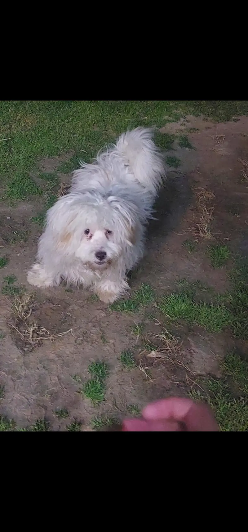 Maltese lapdog — photo 2