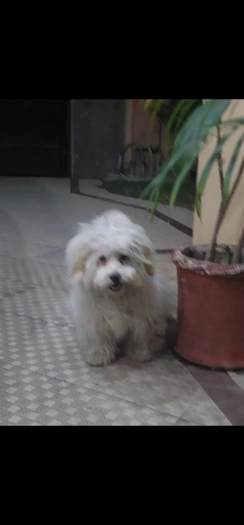Maltese lapdog — photo 3