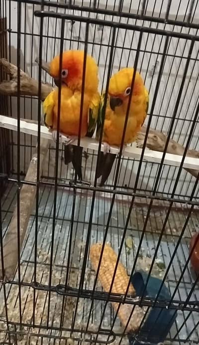 Sun Conure (Male)