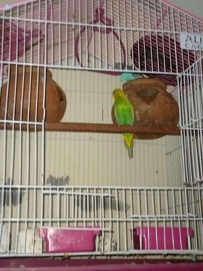 bleader 2 pair — photo 3