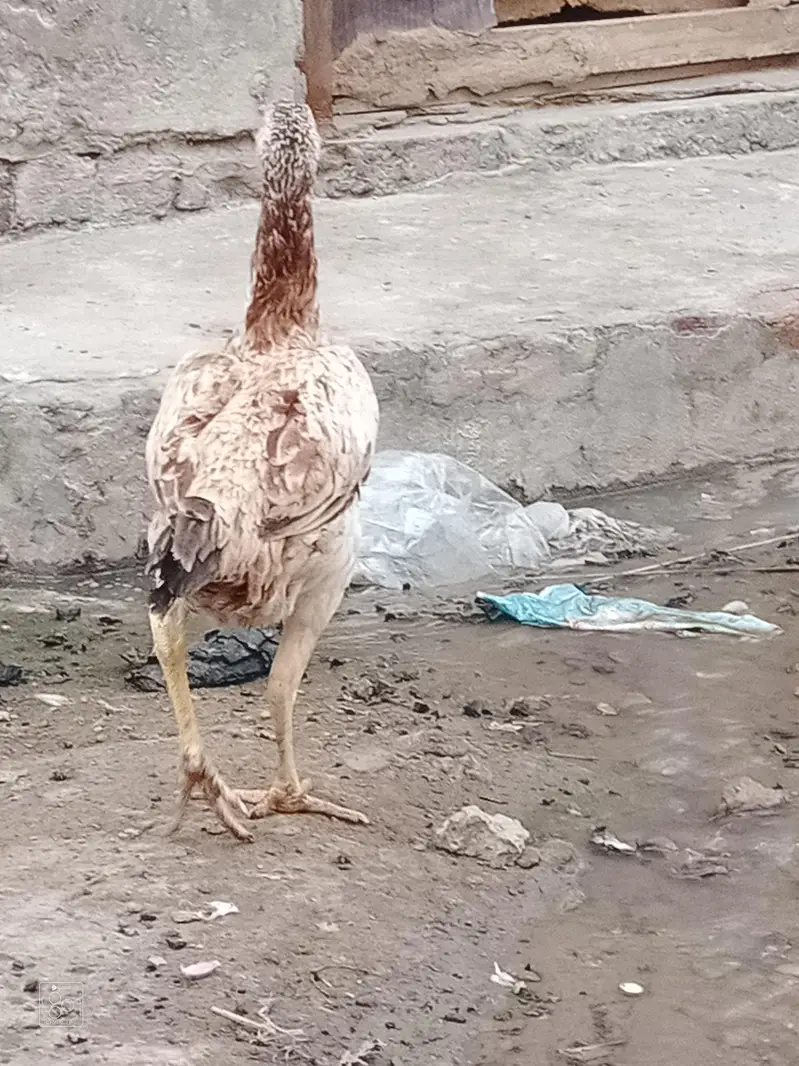 patha for sale and exchange baki for sale — photo 3